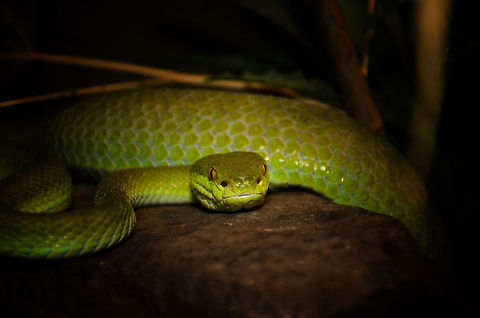 Green Pit Viper frontal view What you'd see if you were a mouse, 1 second before. Oliemeulen,Trimeresurus albolabris,Vipers,reptiles,snakes
