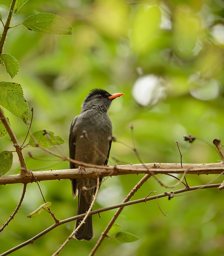 Malagasy Bulbul - closeup, Amber Mountain, Madagascar Common to see across Madagascar, active and noisy. There's an interesting Darwin-like effect once you know that the surrounding islands (Seychelles, Comoro, Reunion, Mauritius) each have their own Bulbul species with only minor differences. Africa,Amber Mountain,Geotagged,Hypsipetes madagascariensis,Madagascar,Madagascar North,Malagasy Bulbul,Spring,World