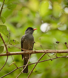 Malagasy Bulbul - closeup, Amber Mountain, Madagascar Common to see across Madagascar, active and noisy. There's an interesting Darwin-like effect once you know that the surrounding islands (Seychelles, Comoro, Reunion, Mauritius) each have their own Bulbul species with only minor differences. Africa,Amber Mountain,Geotagged,Hypsipetes madagascariensis,Madagascar,Madagascar North,Malagasy Bulbul,Spring,World
