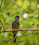 Malagasy Bulbul - closeup, Amber Mountain, Madagascar Common to see across Madagascar, active and noisy. There's an interesting Darwin-like effect once you know that the surrounding islands (Seychelles, Comoro, Reunion, Mauritius) each have their own Bulbul species with only minor differences. Africa,Amber Mountain,Geotagged,Hypsipetes madagascariensis,Madagascar,Madagascar North,Malagasy Bulbul,Spring,World