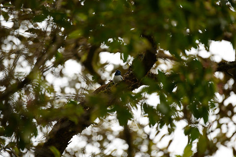 Malagasy Paradise flycatcher (male, white morph), Amber Mountain, Madagascar I know the photo is very poor, it was far away and against the light. I'm still sharing it just for the spotting value. This is the white morph of the male, which usually are orange just like the female, yet have a longer tail. Color morphs within the same gender are very rare for birds, this article explains why:
http://ngm.nationalgeographic.com/ngm/0504/research.html Africa,Amber Mountain,Geotagged,Madagascar,Madagascar North,Malagasy paradise flycatcher,Spring,Terpsiphone mutata,World
