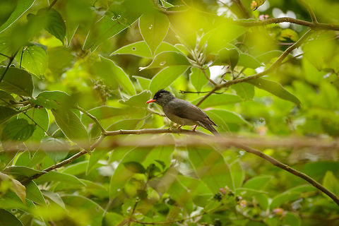 Malagasy Bulbul, Amber Mountain, Madagascar http://www.jungledragon.com/image/37586/malagasy_bulbul_-_closeup_amber_mountain_madagascar.html Africa,Amber Mountain,Geotagged,Hypsipetes madagascariensis,Madagascar,Madagascar North,Malagasy Bulbul,Spring,World