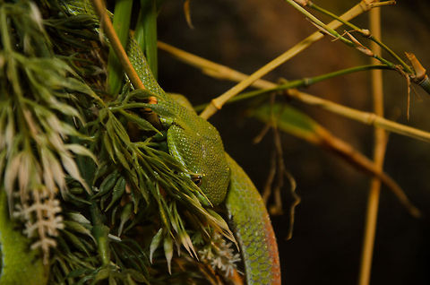 Green Pit Viper in tree  Oliemeulen,Trimeresurus albolabris,Vipers,reptiles,snakes