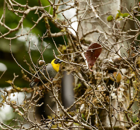 Nelicourvi Weaver, Amber Mountain, Madagascar Male, whereas females have a yellow head. Occurs in the North and East of Madagascar. A typical forest bird. Africa,Amber Mountain,Geotagged,Madagascar,Madagascar North,Nelicourvi Weaver,Ploceus nelicourvi,Spring,World