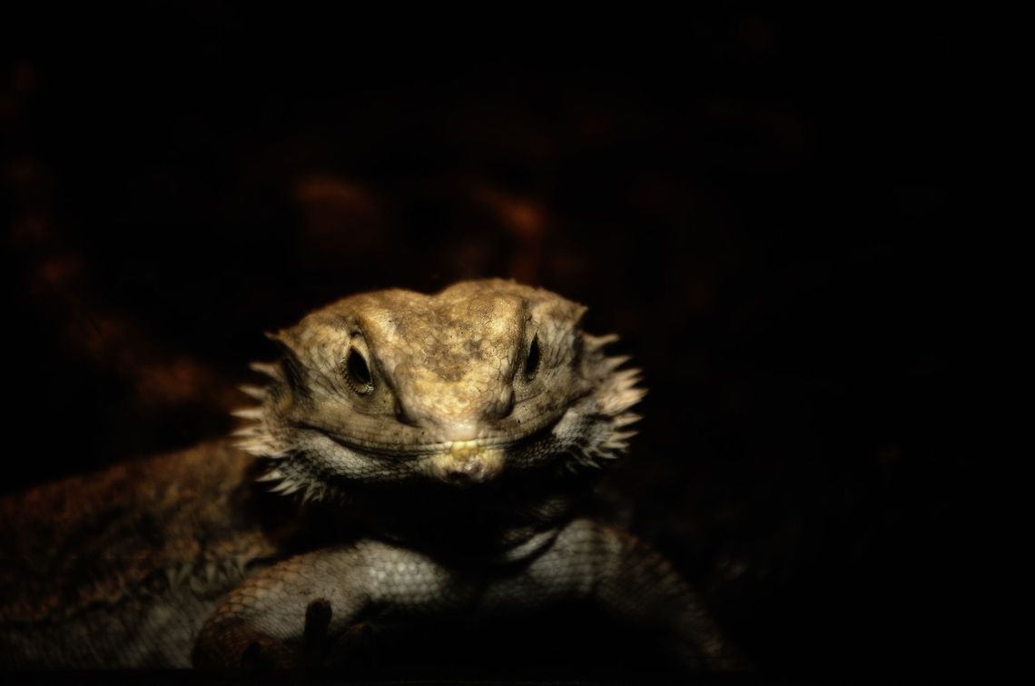 Central Bearded Dragon I know, it&#039;s a dark picture. I had to go heavy on post processing since the original suffered a lot from the dirty glass this bearded dragon was behind. Still, since it&#039;s a dragon, it is of course welcome in our gang of species. Central Bearded Dragon,Oliemeulen,Pogona vitticeps,Reptiles