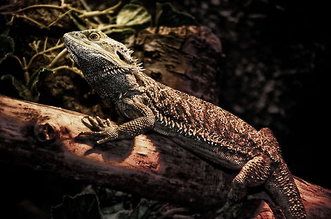 Central Bearded Dragon body shot Interesting fact concerning the behavior of this beautiful creature that is native to Australia: it does not communicate by sound yet by head gestures. Movement of the head indicates submission, dominance, readiness for mating and more.  Central Bearded Dragon,Oliemeulen,Pogona vitticeps,Reptiles