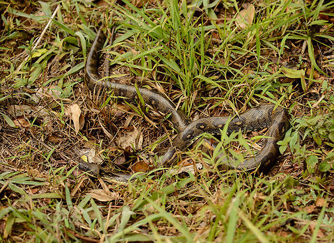 Malagasy ground boa - full body view, Amber Mountain, Madagascar Found along the side of the path. The guide knows the location of its nest so he tends to find the snake every day within minutes, it usually isn't far. This is the largest out of 80 snakes known to occur in Madagascar. It is unexpected to find Boas at all in Madagascar, since their "relatives" are in the southern pacific and the Amazon, not even close to Madagascar.
Closeup:
http://www.jungledragon.com/image/37635/malagasy_ground_boa_-_closeup_amber_mountain_madagascar.html Acrantophis madagascariensis,Africa,Amber Mountain,Geotagged,Madagascar,Madagascar North,Spring,World