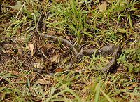 Malagasy ground boa - full body view, Amber Mountain, Madagascar Found along the side of the path. The guide knows the location of its nest so he tends to find the snake every day within minutes, it usually isn't far. This is the largest out of 80 snakes known to occur in Madagascar. It is unexpected to find Boas at all in Madagascar, since their "relatives" are in the southern pacific and the Amazon, not even close to Madagascar.<br />
<br />
Closeup:<br />
http://www.jungledragon.com/image/37635/malagasy_ground_boa_-_closeup_amber_mountain_madagascar.html Acrantophis madagascariensis,Africa,Amber Mountain,Geotagged,Madagascar,Madagascar North,Spring,World