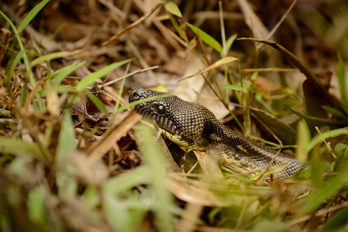 Malagasy ground boa - closeup, Amber Mountain, Madagascar Full body:<br />
<figure class="photo"><a href="https://www.jungledragon.com/image/37634/malagasy_ground_boa_-_full_body_view_amber_mountain_madagascar.html" title="Malagasy ground boa - full body view, Amber Mountain, Madagascar"><img src="https://s3.amazonaws.com/media.jungledragon.com/images/2/37634_thumb.jpg?AWSAccessKeyId=05GMT0V3GWVNE7GGM1R2&Expires=1759968010&Signature=tJYWfAtAgUzMt1QzQs2IUUaKWcQ%3D" width="200" height="146" alt="Malagasy ground boa - full body view, Amber Mountain, Madagascar Found along the side of the path. The guide knows the location of its nest so he tends to find the snake every day within minutes, it usually isn't far. This is the largest out of 80 snakes known to occur in Madagascar. It is unexpected to find Boas at all in Madagascar, since their "relatives" are in the southern pacific and the Amazon, not even close to Madagascar.<br />
<br />
Closeup:<br />
http://www.jungledragon.com/image/37635/malagasy_ground_boa_-_closeup_amber_mountain_madagascar.html Acrantophis madagascariensis,Africa,Amber Mountain,Geotagged,Madagascar,Madagascar North,Spring,World" /></a></figure><br />
<br />
Fun fact: for this closeup, I told the guide to remove the grass in front of the face of the Boa that was blocking my view. As he obediently was on his way to do so, I had to make clear that I was kidding. Acrantophis madagascariensis,Africa,Amber Mountain,Geotagged,Madagascar,Madagascar North,Malagasy ground boa,Spring,World