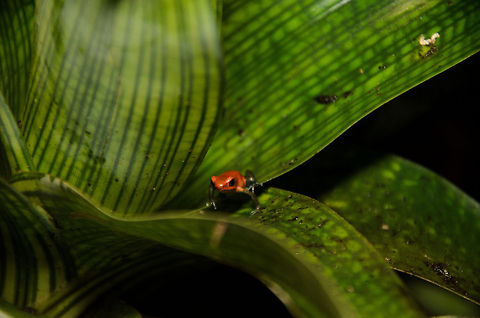 Strawberry poison frog This poisonous dart frog is quite tiny, so you may want to use the zoom mode to view it up close. It's color is both a warning sign to predators and a sexual "feature". Amphibians,Oliemeulen,Oophaga pumilio,Strawberry poison frog,frog