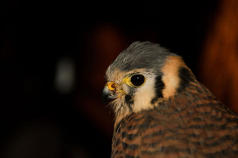 Tiny Troublemaker The Common Kestrel is a small bird of prey, very common in Europe. This one was actually sitting at my girlfriend's hand at the Oliemeulen reptile centre. Bird of prey,Birds,Common Kestrel,Falco tinnunculus,Oliemeulen