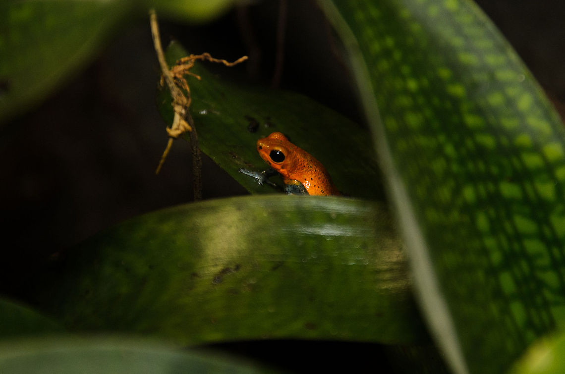 Strawberry poison frog Deep in the jungle, after days of tracking the faint sounds of this frog's call, I finally found  it hiding in these leaves.<br />
<br />
Ok just kidding, this one is behind glass.  Amphibians,Oliemeulen,Oophaga pumilio,Strawberry poison frog,frog