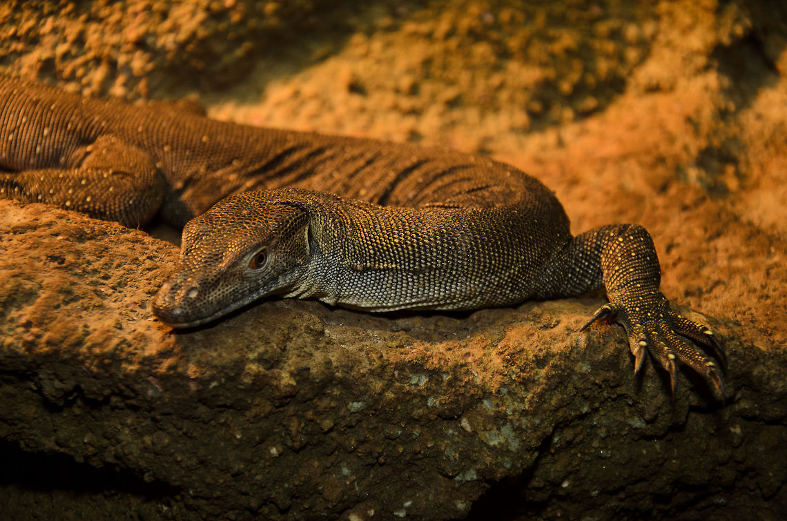 Komodo Dragon curious pose  Komodo dragon,Oliemeulen,Reptiles,Varanus komodoensis