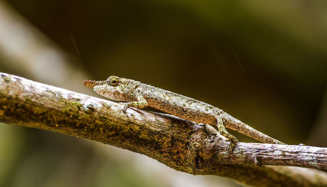 Calumma linotum, Amber Mountain  Africa,Amber Mountain,Calumma linotum,Geotagged,Madagascar,Madagascar North,Spring,World