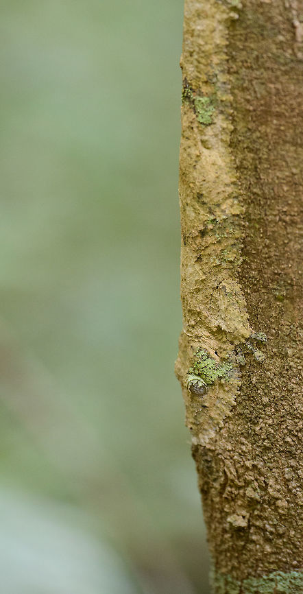 Mossy leaf-tailed gecko side view, Amber Mountain, Madagascar <figure class="photo"><a href="https://www.jungledragon.com/image/37696/mossy_leaf-tailed_gecko_front_view_amber_mountain_madagascar.html" title="Mossy leaf-tailed gecko front view, Amber Mountain, Madagascar"><img src="https://s3.amazonaws.com/media.jungledragon.com/images/2/37696_thumb.jpg?AWSAccessKeyId=05GMT0V3GWVNE7GGM1R2&Expires=1759968010&Signature=SNyf7iUaFwYVr2%2BStVIe3HRkbAo%3D" width="102" height="152" alt="Mossy leaf-tailed gecko front view, Amber Mountain, Madagascar http://www.jungledragon.com/image/37694/mossy_leaf-tailed_gecko_side_view_amber_mountain_madagascar.html Africa,Amber Mountain,Geotagged,Madagascar,Madagascar North,Mossy leaf-tailed gecko,Spring,Uroplatus sikorae,World" /></a></figure> Africa,Amber Mountain,Geotagged,Madagascar,Madagascar North,Mossy leaf-tailed gecko,Spring,Uroplatus sikorae,World