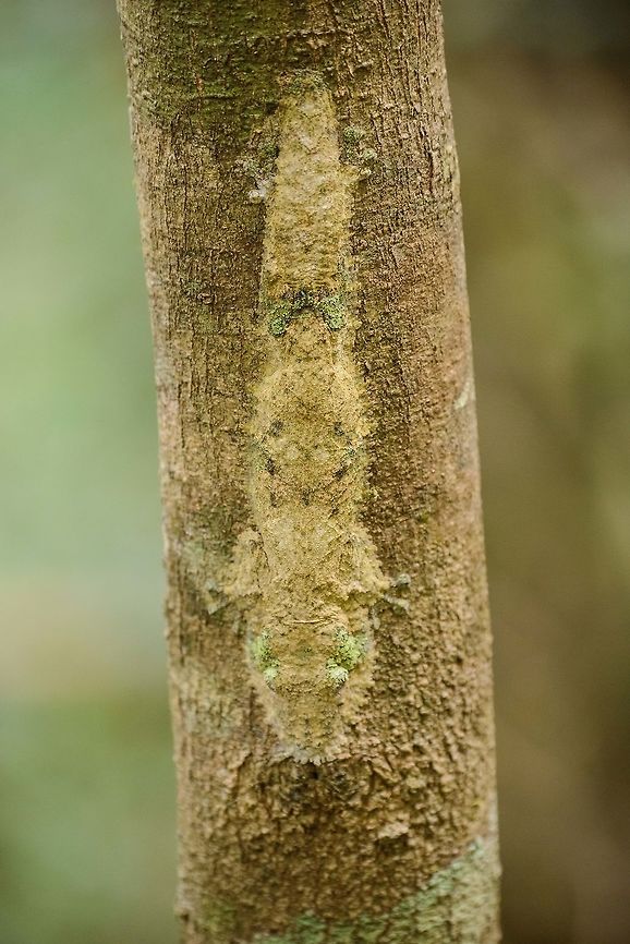 Mossy leaf-tailed gecko front view, Amber Mountain, Madagascar <figure class="photo"><a href="https://www.jungledragon.com/image/37694/mossy_leaf-tailed_gecko_side_view_amber_mountain_madagascar.html" title="Mossy leaf-tailed gecko side view, Amber Mountain, Madagascar"><img src="https://s3.amazonaws.com/media.jungledragon.com/images/2/37694_thumb.jpg?AWSAccessKeyId=05GMT0V3GWVNE7GGM1R2&Expires=1769040010&Signature=Ay8fHx8VrVN4t3XyXwxaRwFCvWw%3D" width="78" height="152" alt="Mossy leaf-tailed gecko side view, Amber Mountain, Madagascar http://www.jungledragon.com/image/37696/mossy_leaf-tailed_gecko_front_view_amber_mountain_madagascar.html Africa,Amber Mountain,Geotagged,Madagascar,Madagascar North,Mossy leaf-tailed gecko,Spring,Uroplatus sikorae,World" /></a></figure> Africa,Amber Mountain,Geotagged,Madagascar,Madagascar North,Mossy leaf-tailed gecko,Spring,Uroplatus sikorae,World