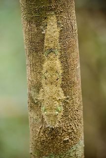 Mossy leaf-tailed gecko front view, Amber Mountain, Madagascar http://www.jungledragon.com/image/37694/mossy_leaf-tailed_gecko_side_view_amber_mountain_madagascar.html Africa,Amber Mountain,Geotagged,Madagascar,Madagascar North,Mossy leaf-tailed gecko,Spring,Uroplatus sikorae,World