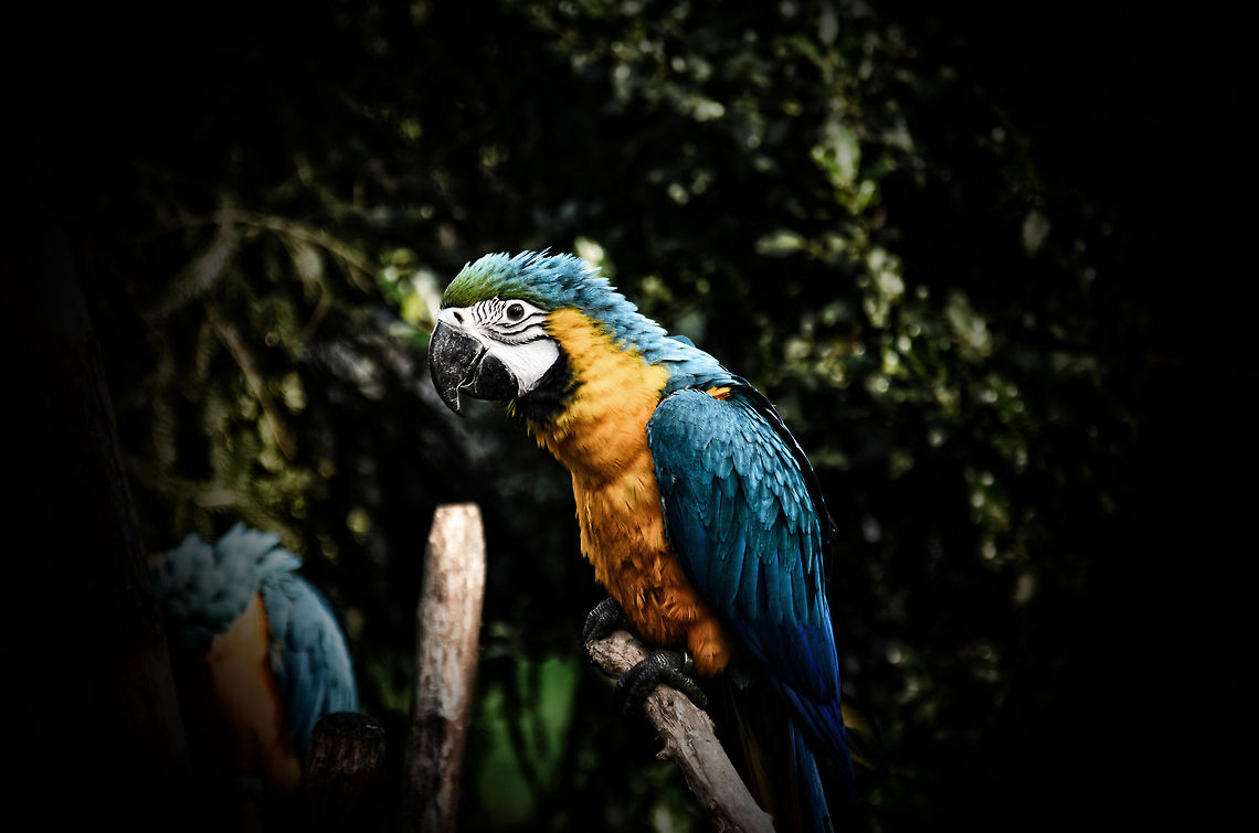 Blue-and-Yellow Macaw (HDR) HDR attempt for trying to rescue a ruined photo :) Ara,Ara ararauna,Blue-and-Yellow Macaw,Oliemeulen,macaws