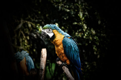 Blue-and-Yellow Macaw (HDR) HDR attempt for trying to rescue a ruined photo :) Ara,Ara ararauna,Blue-and-Yellow Macaw,Oliemeulen,macaws