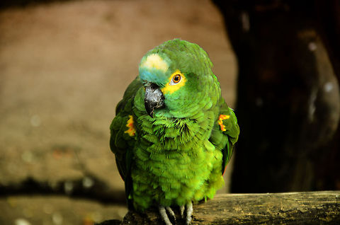 Blue-fronted Amazon An interesting category to identify, since they all share the same green and only differ by small color patterns in their feathers, yet they are all recognized as separate species. Amazona aestiva,Amazons,Blue-fronted Amazon,Oliemeulen,Parrots,birds