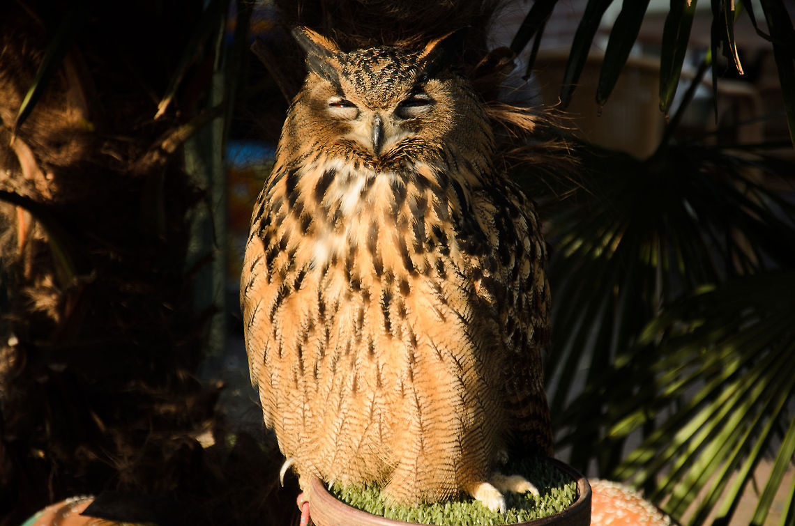 Yes I just ate, why do you ask? Meet &quot;Max&quot;, a giant Eurasian Eagle-Owl at the OlieMeulen reptile center. He&#039;s outside yet chained to his little altar that barely fits him. Some parts of the day he can fly freely though.  Birds,Bubo bubo,Eurasian Eagle-Owl,Oliemeulen,owl