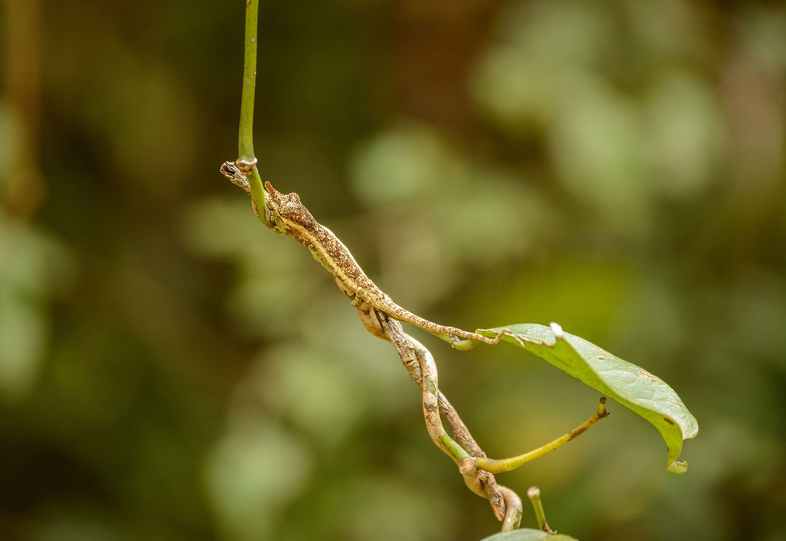 Calumma linotum in stealth mode, Amber Mountain, Madagascar  Africa,Amber Mountain,Calumma linotum,Geotagged,Madagascar,Madagascar North,Spring,World