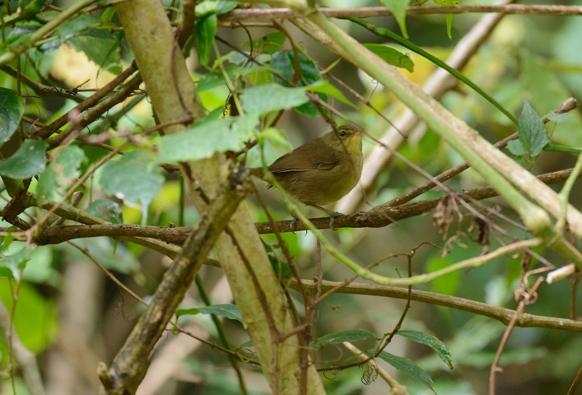 Dark Newtonia, Amber Mountain, Madagascar Sorry for the very poor photo, but it's the only capture I have of this species. I'm posting it because it's another member of the Vanga family, a family of birds that is incredibly diverse in appearance, and entirely endemic as family to Madagascar (with one or two species also occurring in Komoro). Africa,Amber Mountain,Dark newtonia,Geotagged,Madagascar,Madagascar North,Newtonia amphichroa,Spring,World