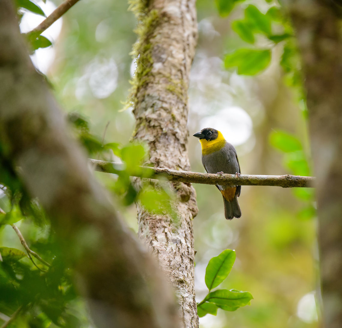 Nelicourvi Weaver on branch, Amber Mountain, Madagascar  Africa,Amber Mountain,Geotagged,Madagascar,Madagascar North,Nelicourvi Weaver,Ploceus nelicourvi,Spring,World