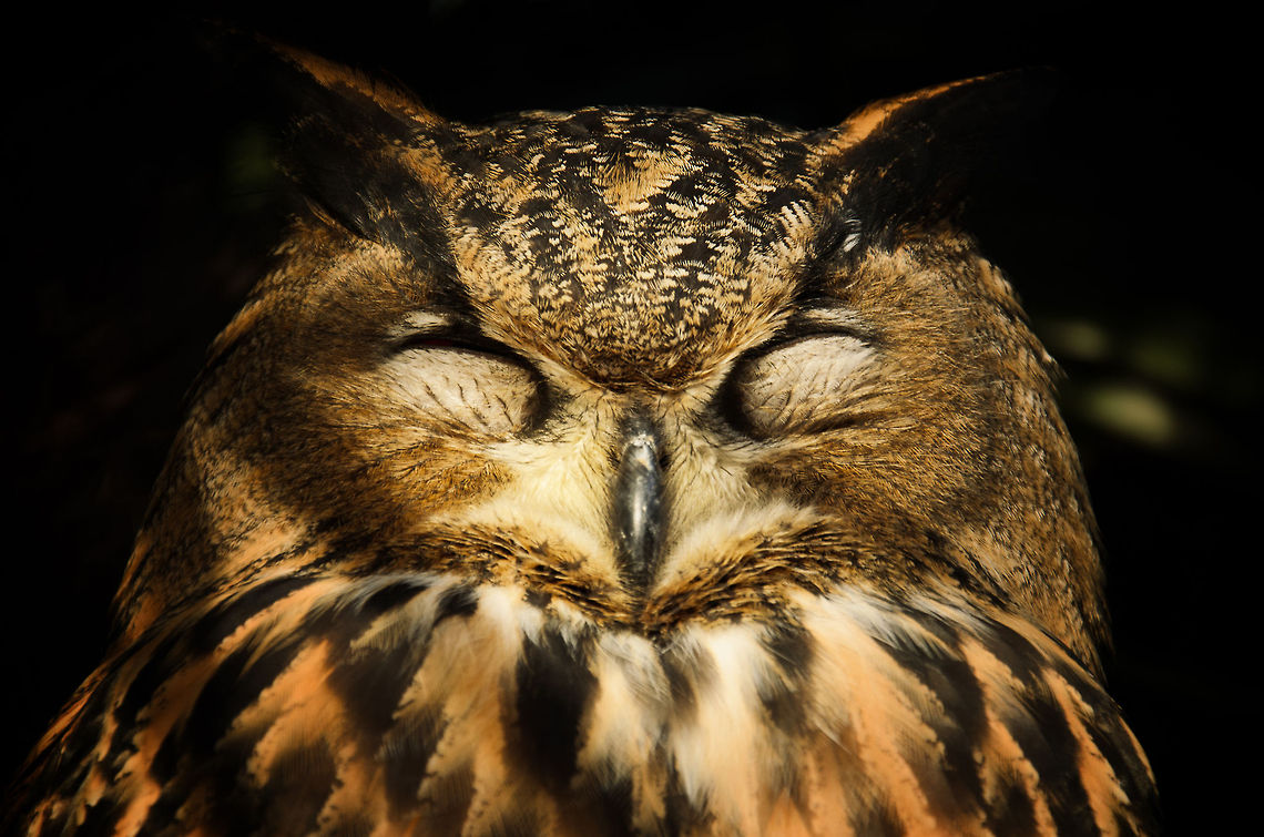 Giant Eurasian Eagle-Owl - eyes closed Max, an enormous Eurasian-Owl enjoying the little sun left. Birds,Bubo bubo,Eurasian Eagle-Owl,Oliemeulen,owl