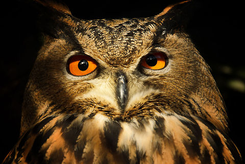 Giant Eurasian Eagle-Owl - eyes open Beauty is in the eye...of the Eurasian Eagle-Owl.  Birds,Bubo bubo,Eurasian Eagle-Owl,Oliemeulen,owl
