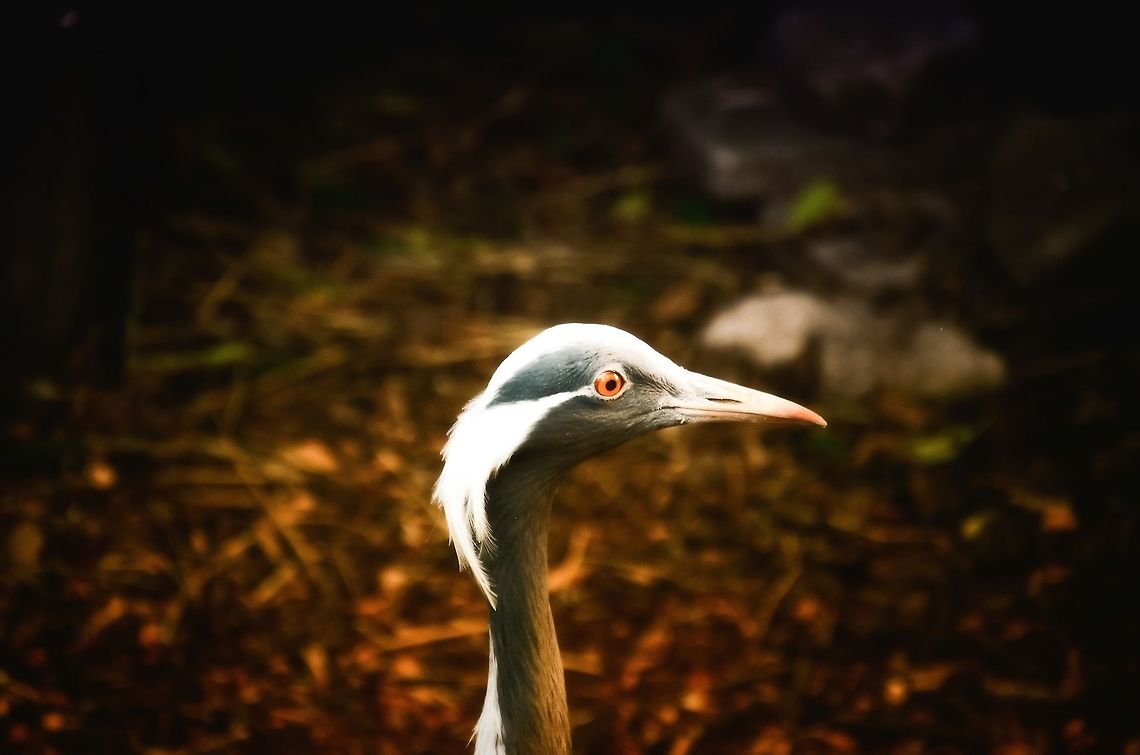 Demoiselle Crane headshot I am quite sure I left my keys somewhere around here. If just my head was clearing a bit. I am getting old. Now, what was I thinking just now..? Anthropoides virgo,Birds,Crane,Demoiselle Crane,Oliemeulen