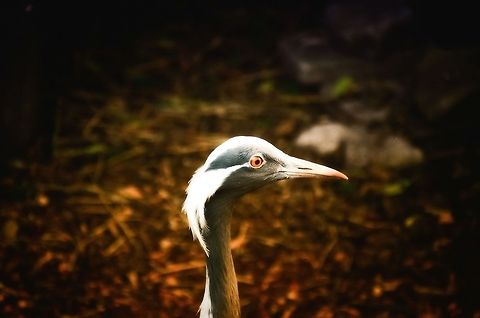 Demoiselle Crane headshot I am quite sure I left my keys somewhere around here. If just my head was clearing a bit. I am getting old. Now, what was I thinking just now..? Anthropoides virgo,Birds,Crane,Demoiselle Crane,Oliemeulen