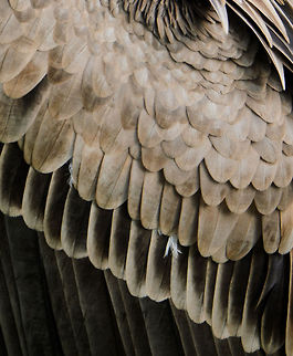 Griffon Vulture feather pack  Griffon Vulture,Gyps fulvus,Oliemeulen