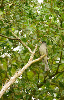 Malagasy Bulbul - II, Amber Mountain, Madagascar  Africa,Amber Mountain,Geotagged,Hypsipetes madagascariensis,Madagascar,Madagascar North,Malagasy Bulbul,Spring,World