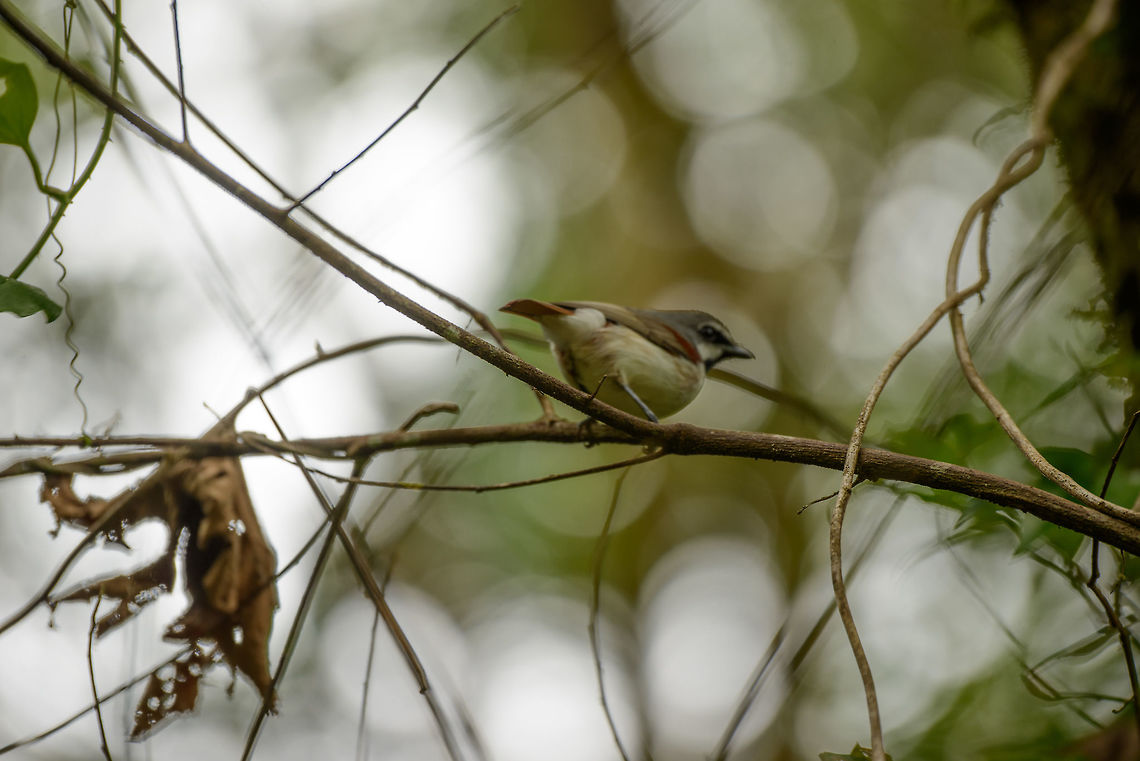 Red-tailed Vanga | Calicalicus madagascariensis, Amber Mountain, Madagascar Horrible shot, sorry, this was a "land and go" rushed shot. Yet it is the only one I have of this species, and as I'd like to capture every Vanga bird, hereby it is shared :) Africa,Amber Mountain,Calicalicus madagascariensis,Geotagged,Madagascar,Madagascar North,Red-tailed vanga,Spring,World