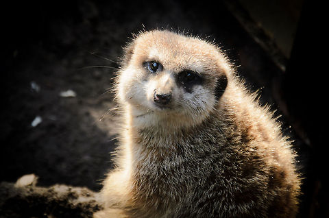 Meerkat at Oliemeulen reptile centre  Mammals,Meerkat,Oliemeulen,Suricata suricatta