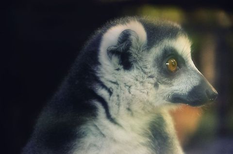 Ring-tailed lemur at Oliemeulen reptile centre  Lemur catta,Monkeys,Oliemeulen,Ring-tailed lemur