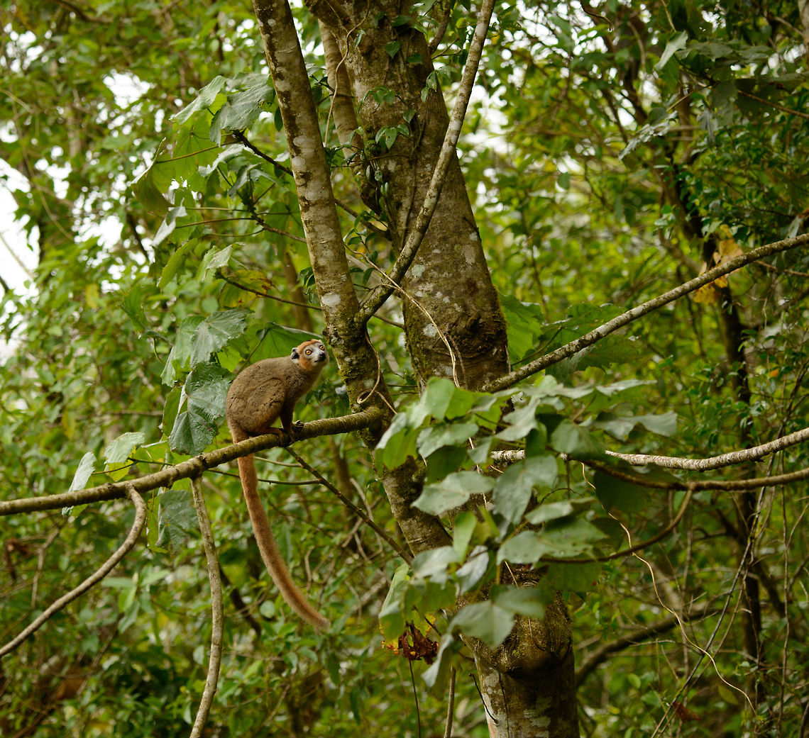 Crowned Lemur male - full body shot, Amber Mountain, Madagascar Our first view at these rare mammals crossing our path in Amber Mountain.  Africa,Amber Mountain,Crowned lemur,Eulemur coronatus,Geotagged,Madagascar,Madagascar North,Spring,World