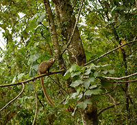Crowned Lemur male - full body shot, Amber Mountain, Madagascar Our first view at these rare mammals crossing our path in Amber Mountain. Africa,Amber Mountain,Crowned lemur,Eulemur coronatus,Geotagged,Madagascar,Madagascar North,Spring,World