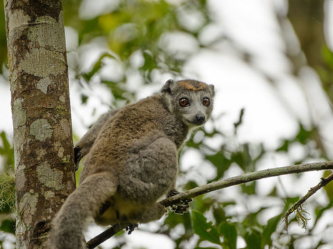 Crowned Lemur female, Amber Mountain, Madagascar Quite different looking from the male, which is reddish brown overall, has a white face and a "crown". Africa,Amber Mountain,Crowned lemur,Eulemur coronatus,Geotagged,Madagascar,Madagascar North,Spring,World