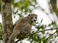 Crowned Lemur female, Amber Mountain, Madagascar Quite different looking from the male, which is reddish brown overall, has a white face and a "crown". Africa,Amber Mountain,Crowned lemur,Eulemur coronatus,Geotagged,Madagascar,Madagascar North,Spring,World