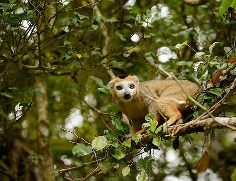 Crowned Lemur male - II, Amber Mountain, Madagascar Male, with ghostly white face. Africa,Amber Mountain,Crowned lemur,Eulemur coronatus,Geotagged,Madagascar,Madagascar North,Spring,World