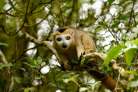 Crowned Lemur male eye contact, Amber Mountain, Madagascar A happy moment on our 2nd day in Amber Mountain. After seeing the Amber Mountain Rock Thrush earlier in the morning, seeing this lemur meant we had checked of the "must see" species. This lemur has a narrow distribution in the north with only a few thousand individuals. Here we see the male with its typical white face and crowned haircut. 

Full body shot:
http://www.jungledragon.com/image/37826/crowned_lemur_male_-_full_body_shot_amber_mountain_madagascar.html

Female:

http://www.jungledragon.com/image/37827/crowned_lemur_female_amber_mountain_madagascar.html Africa,Amber Mountain,Crowned lemur,Eulemur coronatus,Geotagged,Madagascar,Madagascar North,Spring,World