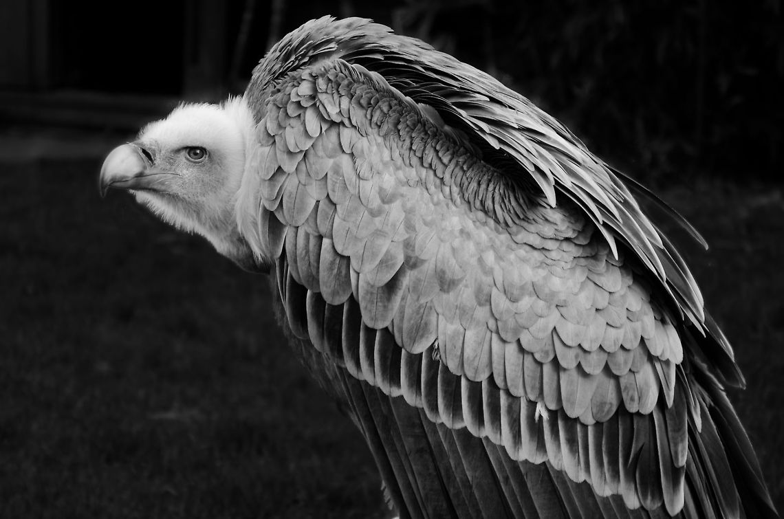 Nature's cleaning service  Birds,Griffon Vulture,Gyps fulvus,Oliemeulen,Vulture