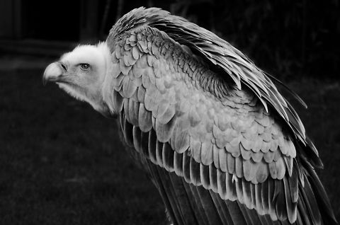 Nature's cleaning service  Birds,Griffon Vulture,Gyps fulvus,Oliemeulen,Vulture