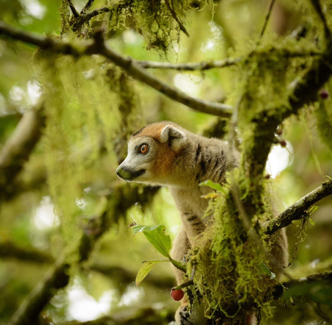 Crowned Lemur male, Amber Mountain, Madagascar Male, staring in the distance. Africa,Amber Mountain,Crowned lemur,Eulemur coronatus,Geotagged,Madagascar,Madagascar North,Spring,World