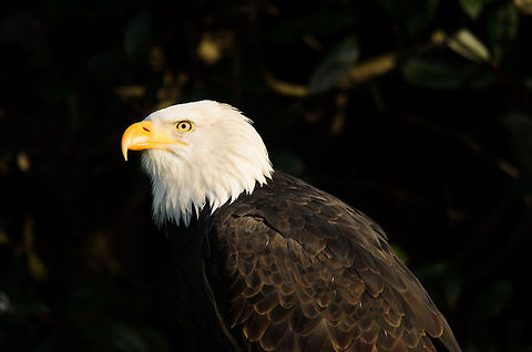 Bald Eagle enjoying winter sun  Bald Eagle,Birds,Haliaeetus leucocephalus,Oliemeulen,eagle