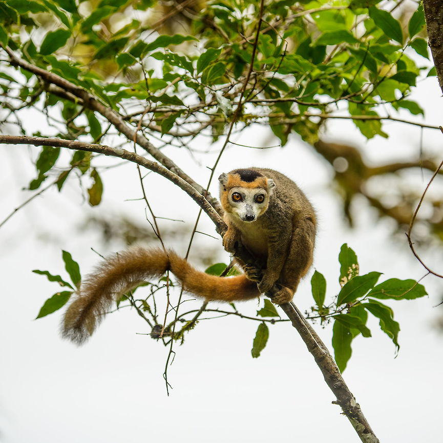 Crowned Lemure Male, before jumping, Amber Mountain, Madagascar  Africa,Amber Mountain,Crowned lemur,Eulemur coronatus,Geotagged,Madagascar,Madagascar North,Spring,World