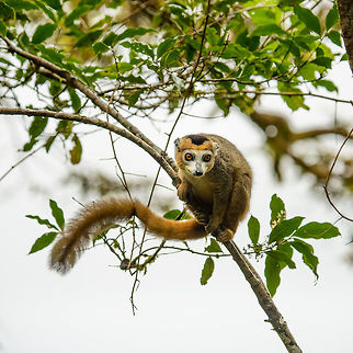 Crowned Lemure Male, before jumping, Amber Mountain, Madagascar  Africa,Amber Mountain,Crowned lemur,Eulemur coronatus,Geotagged,Madagascar,Madagascar North,Spring,World