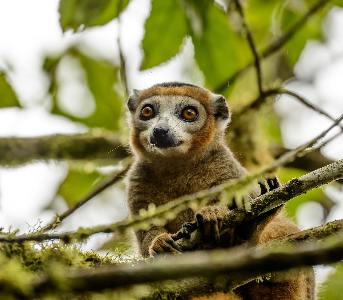 Portrait of a male Crowned Lemur, Amber Mountain, Madagascar  Africa,Amber Mountain,Crowned lemur,Eulemur coronatus,Geotagged,Madagascar,Madagascar North,Spring,World